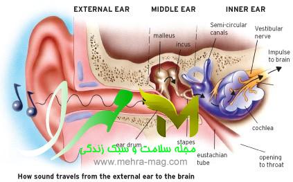 عملکرد و ساختار گوش
